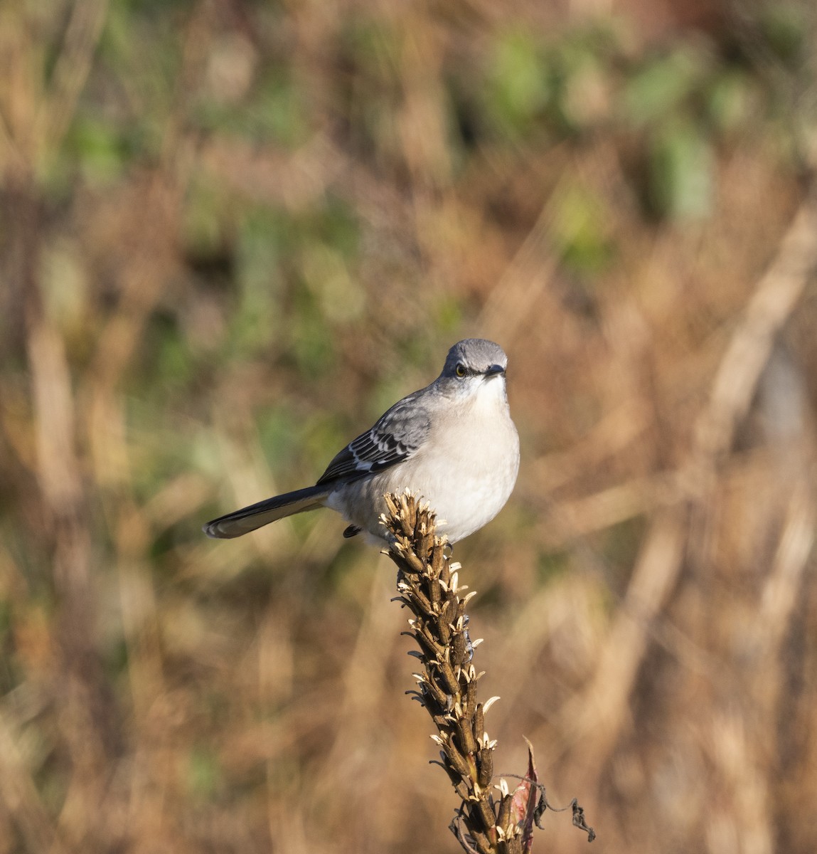 Northern Mockingbird - ML644277911