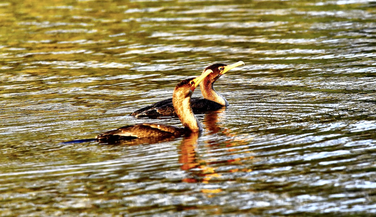 Double-crested Cormorant - ML644277916