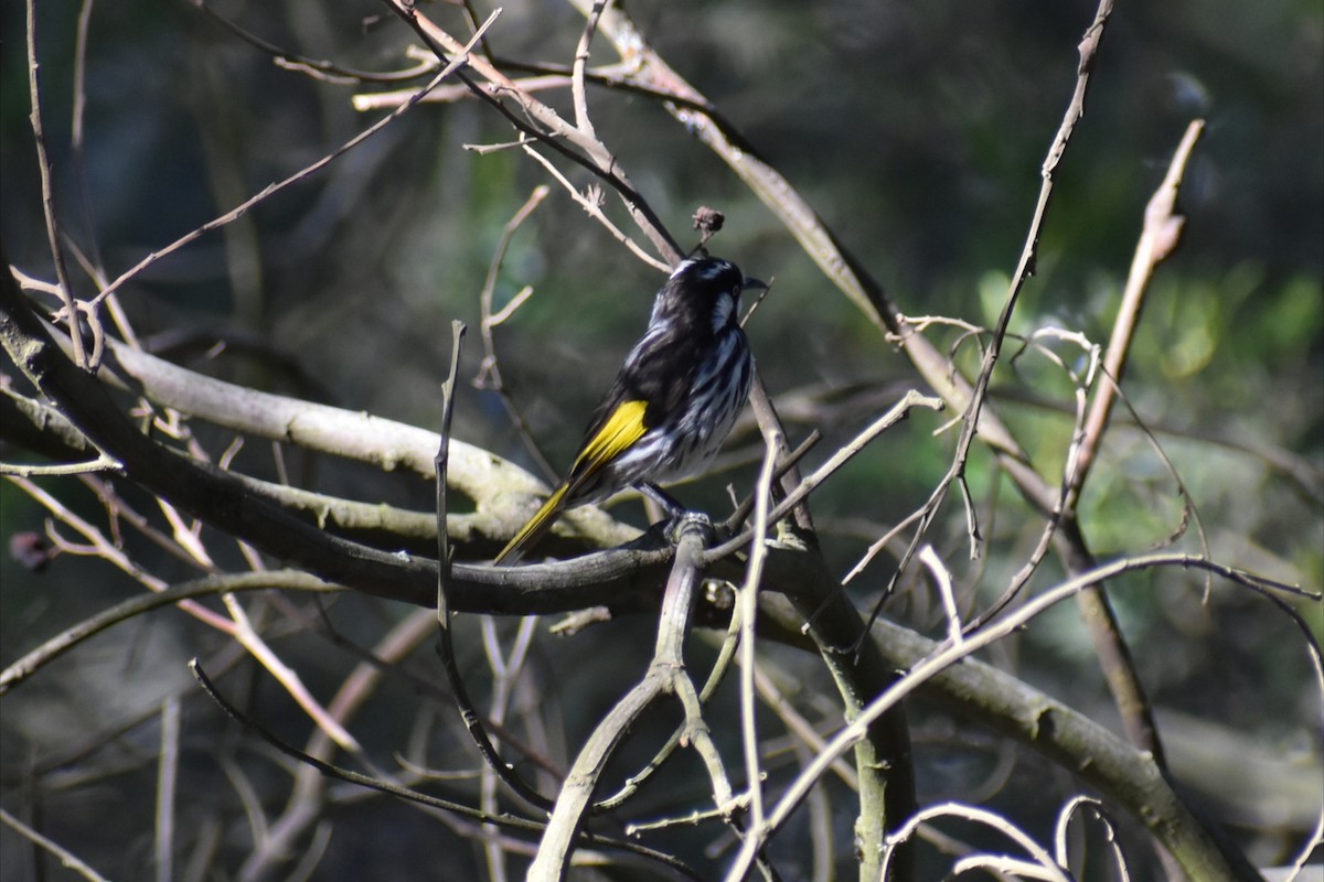 New Holland Honeyeater - ML644277917