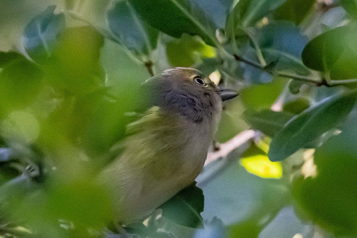 White-eyed Vireo - ML644277922