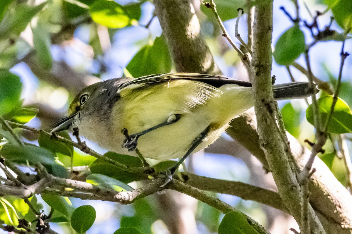 White-eyed Vireo - ML644277923