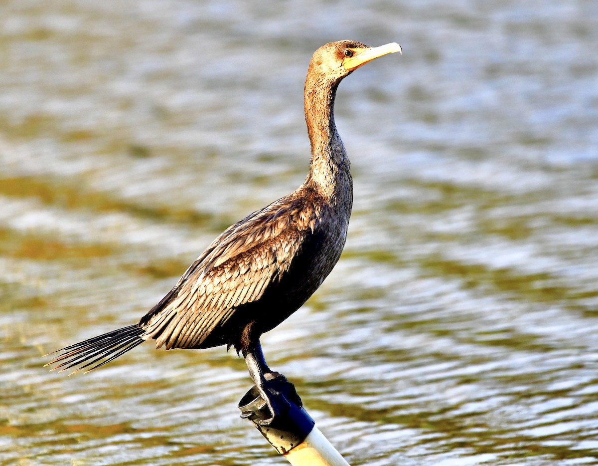 Double-crested Cormorant - ML644277938