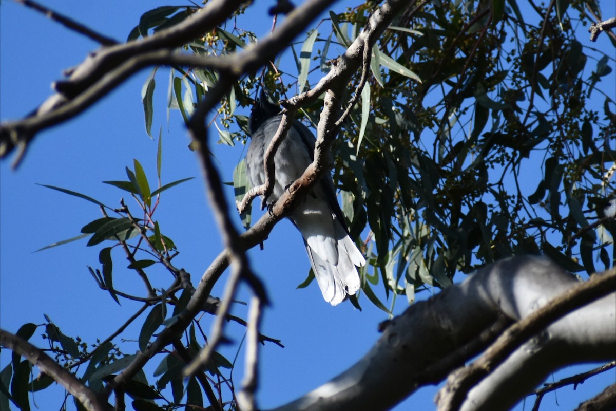 Black-faced Cuckooshrike - ML644277950