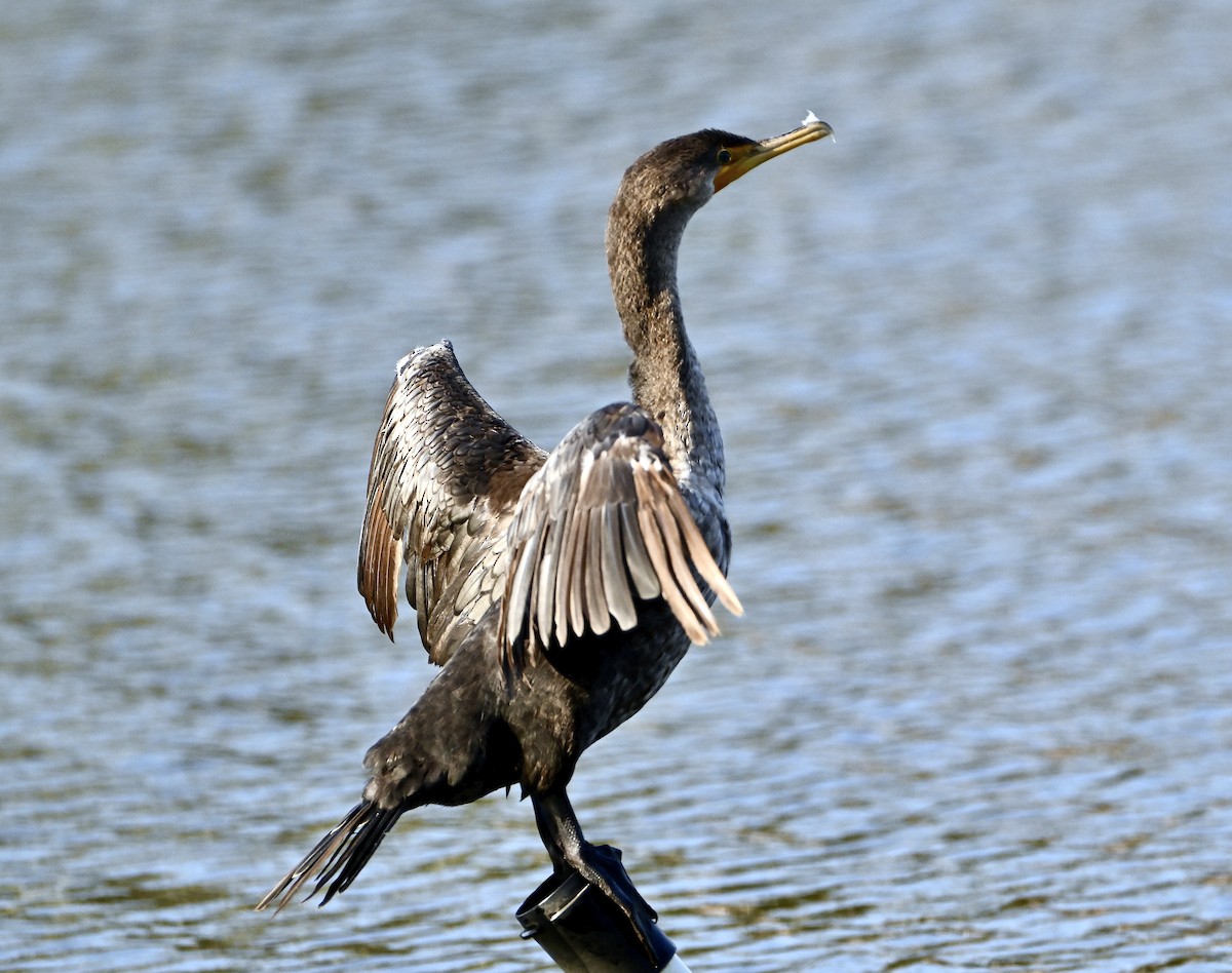 Double-crested Cormorant - ML644277960