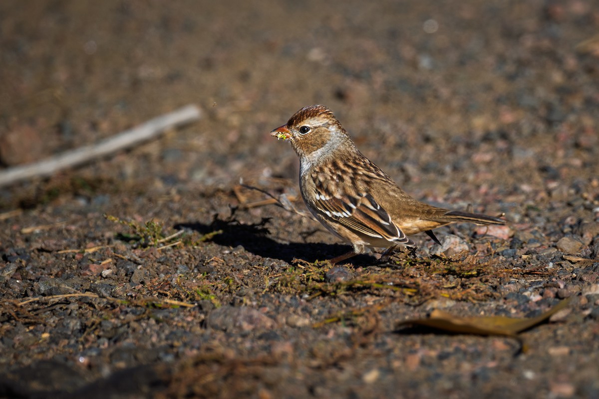 Bruant à couronne blanche - ML644277962
