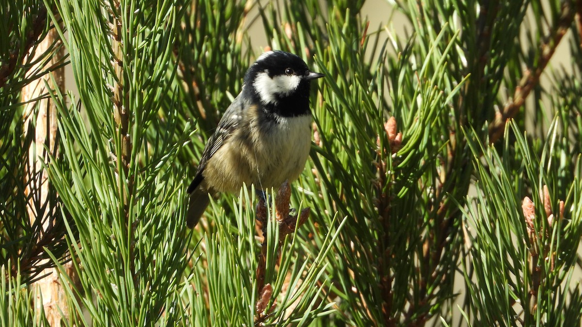 ヒガラ - ML644277966