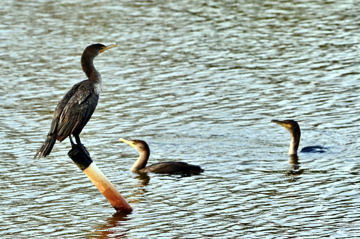 Double-crested Cormorant - ML644277968