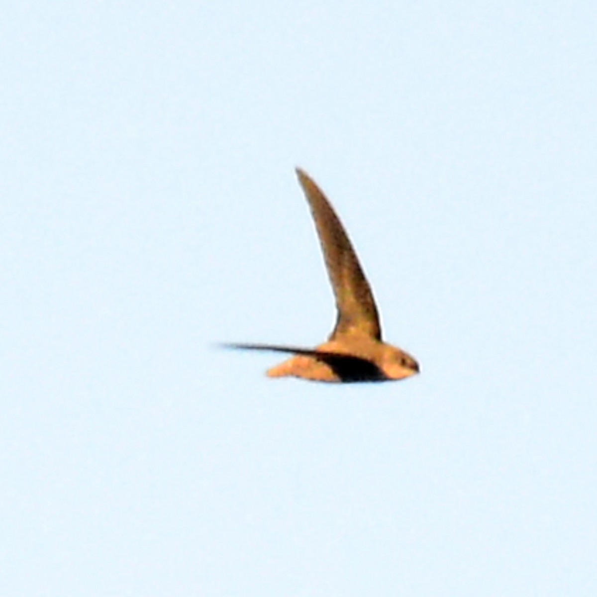 סיס ארובות - ML644277976