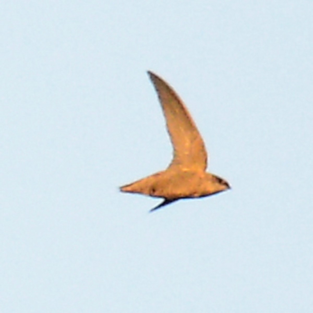 סיס ארובות - ML644277977