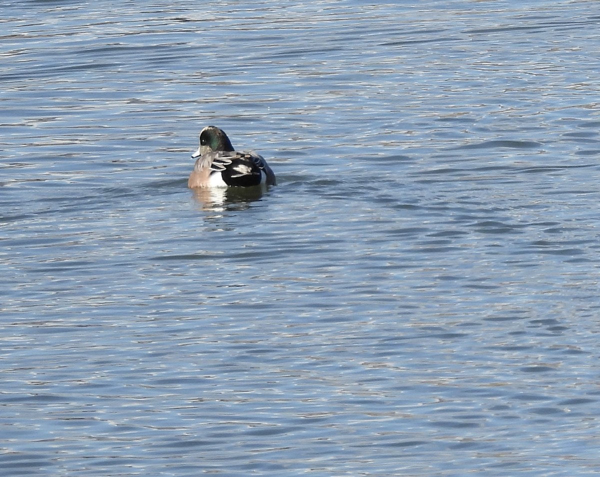 Canard d'Amérique - ML644277979