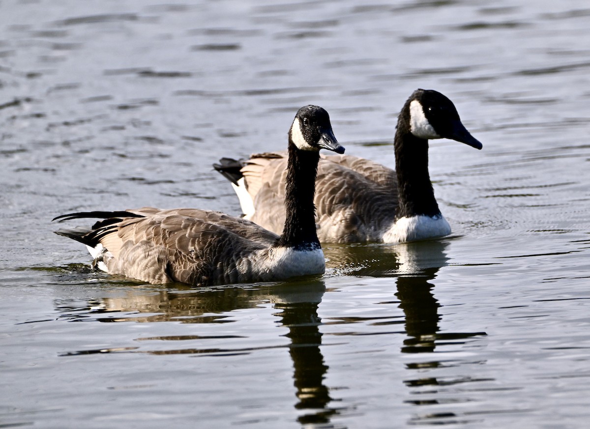 Canada Goose - ML644277981