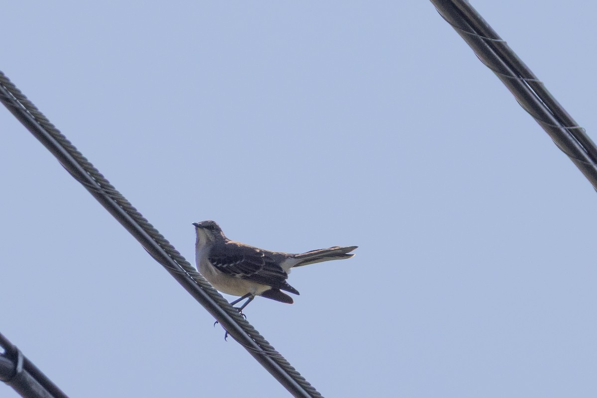 Northern Mockingbird - ML644278026