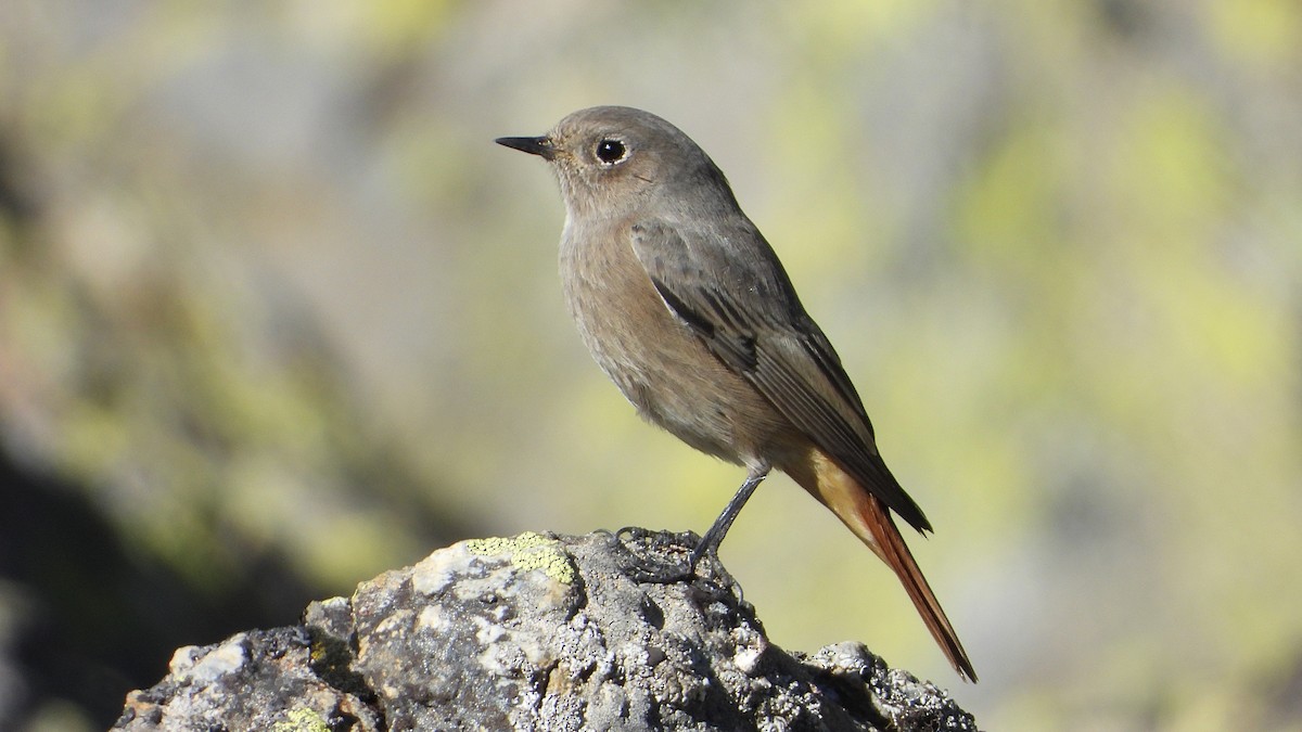 Black Redstart - ML644278034