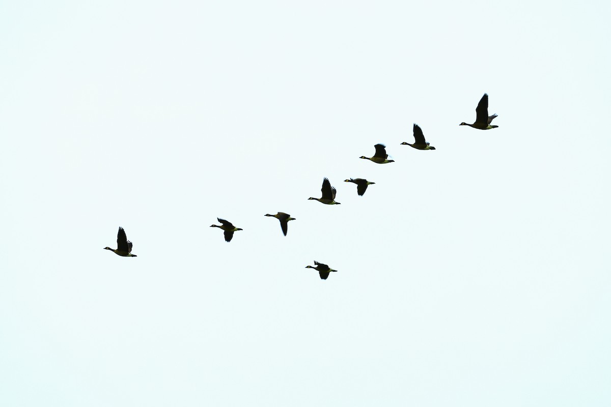 Cackling Goose - ML644278037