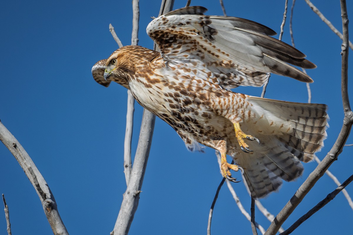 Buse à queue rousse - ML644278040