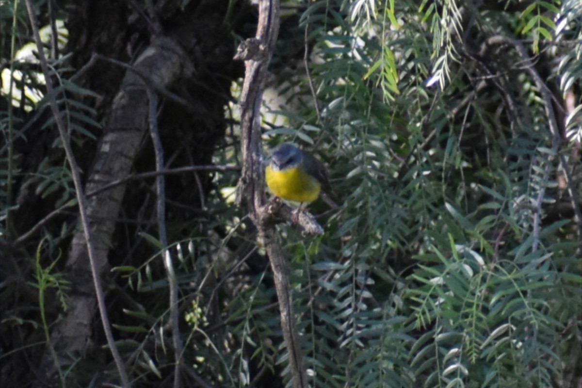 Eastern Yellow Robin - ML644278041