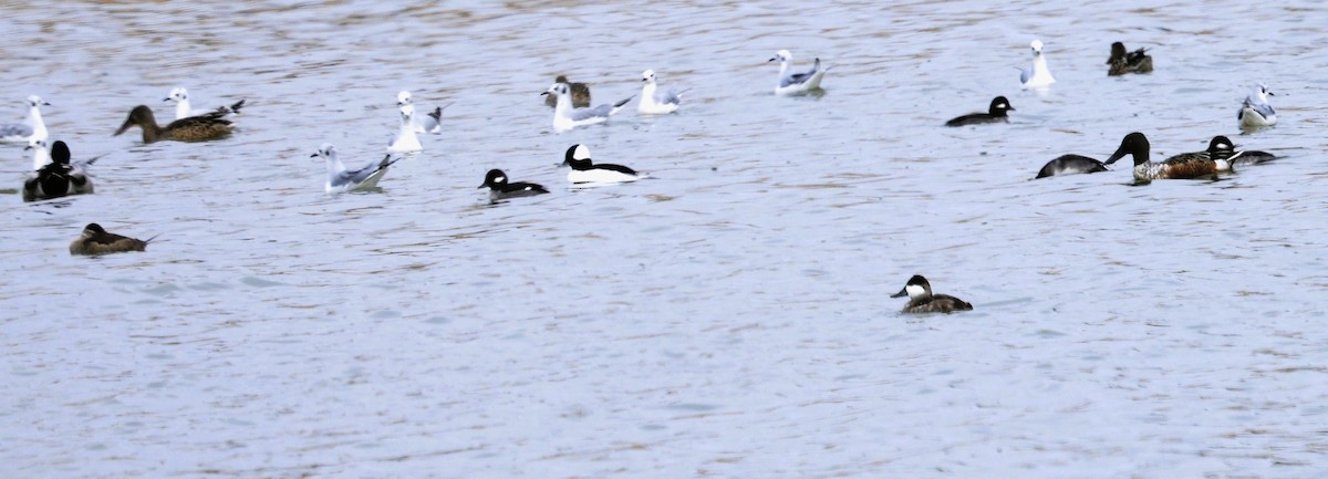 Bufflehead - ML644278048