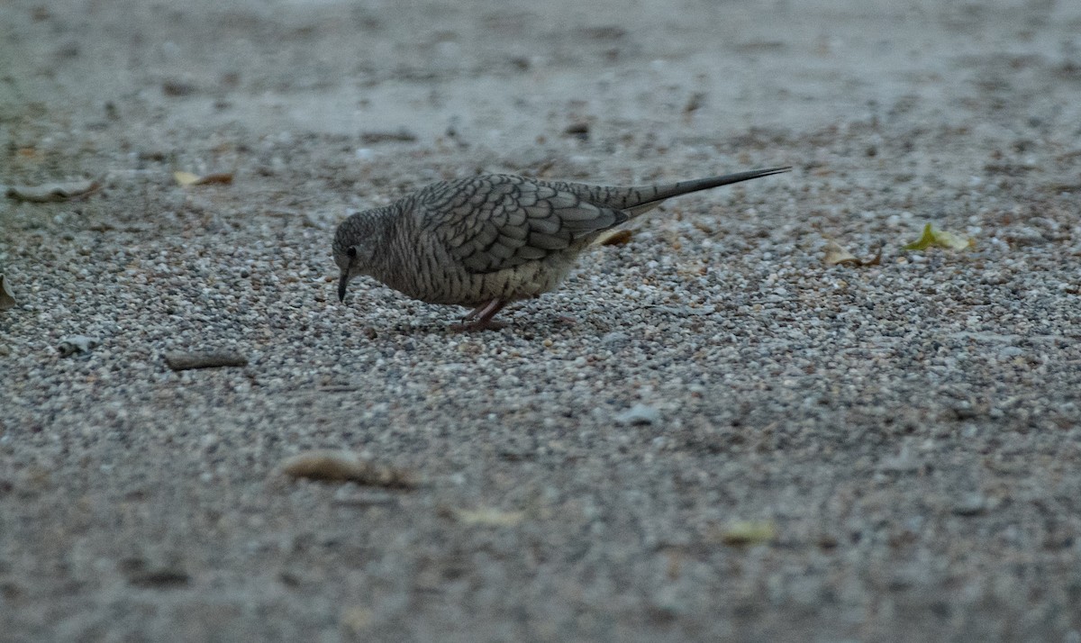 Инкская земляная горлица - ML644278063