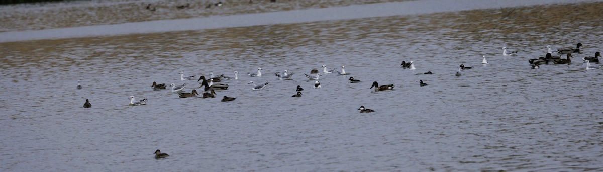 Bonaparte's Gull - ML644278064