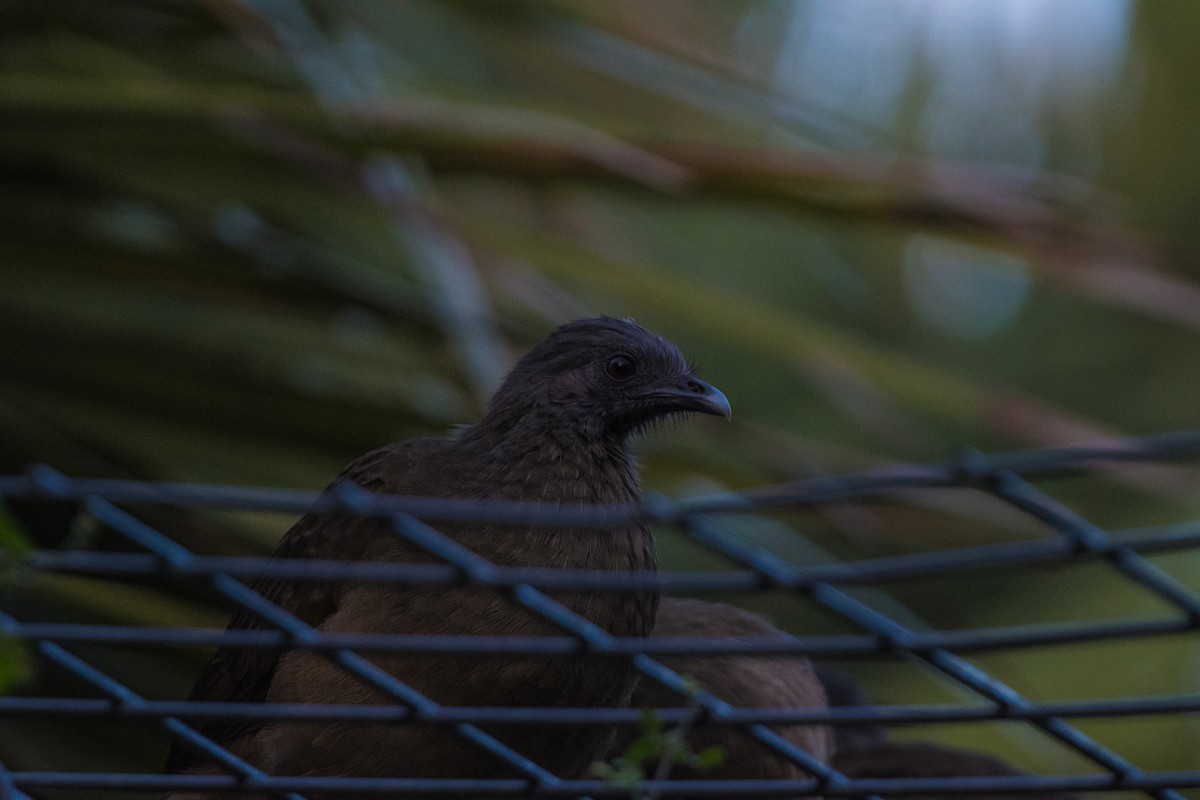 Бурокрылая чачалака - ML644278069