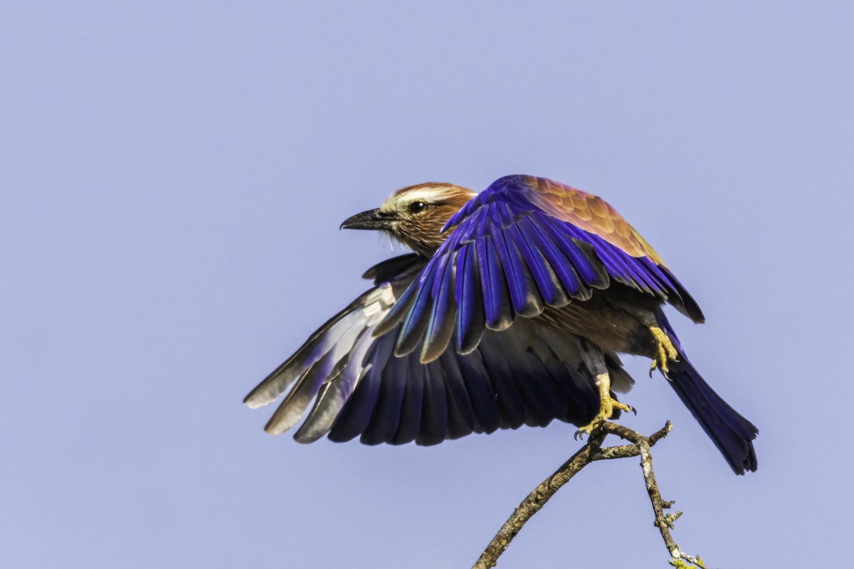 チャガシラニシブッポウソウ - ML644278070