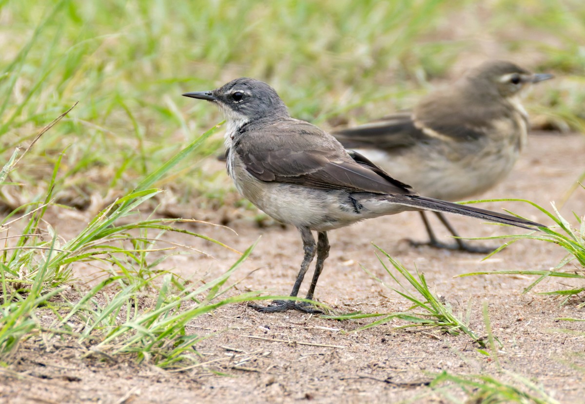 konipas jihoafrický - ML644278076