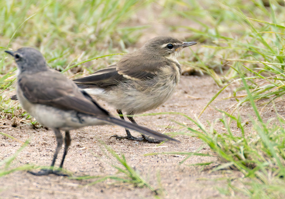 konipas jihoafrický - ML644278077