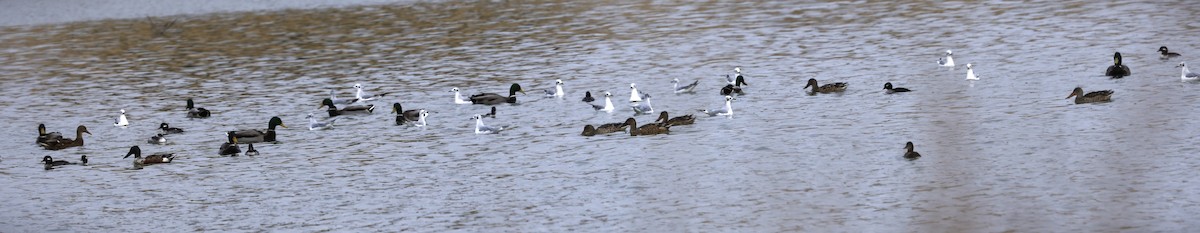 Bonaparte's Gull - ML644278079