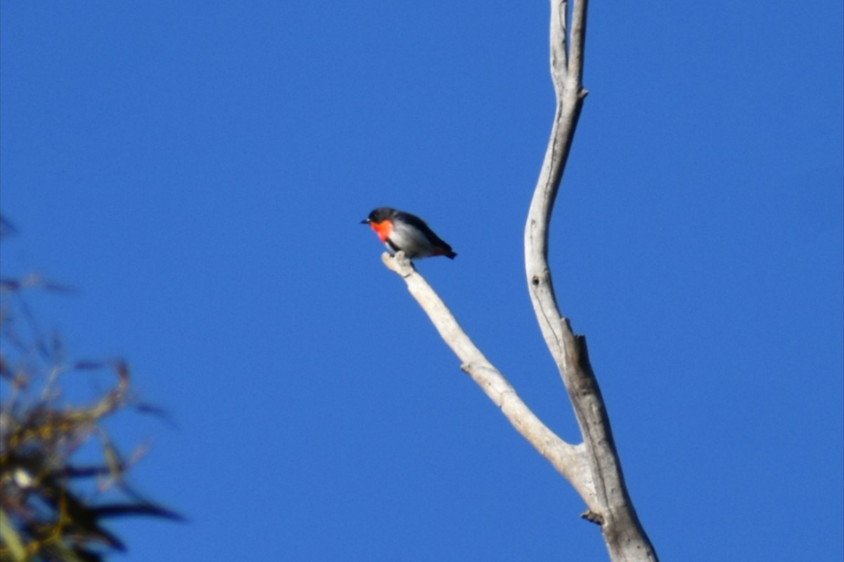 Picaflores Golondrina - ML644278084