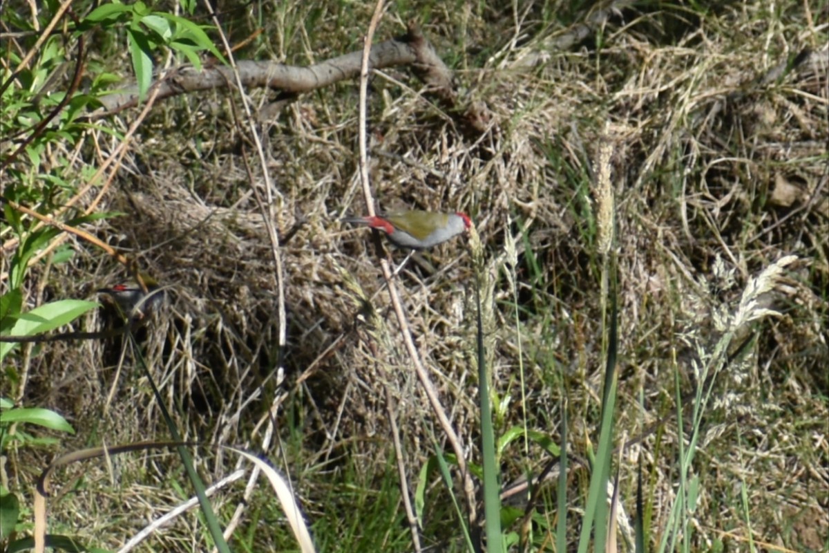 Амадина-рубінчик червоноброва - ML644278093