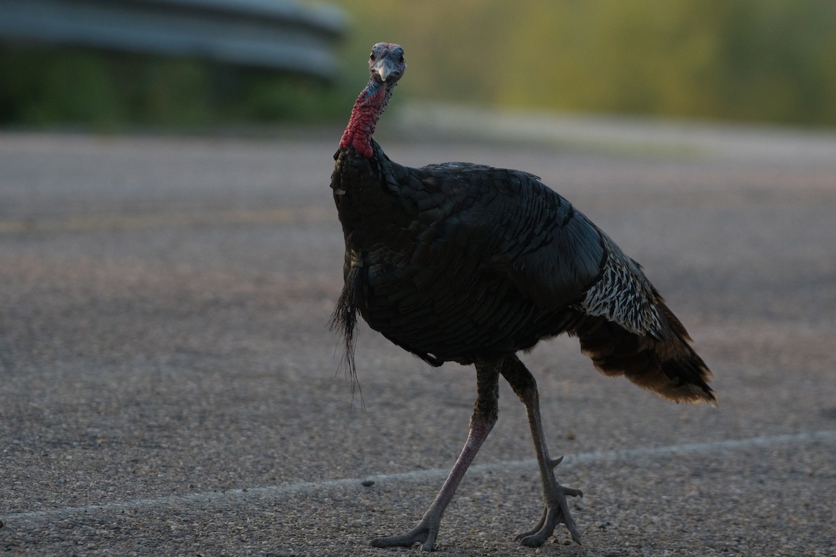 Индейка - ML644278096