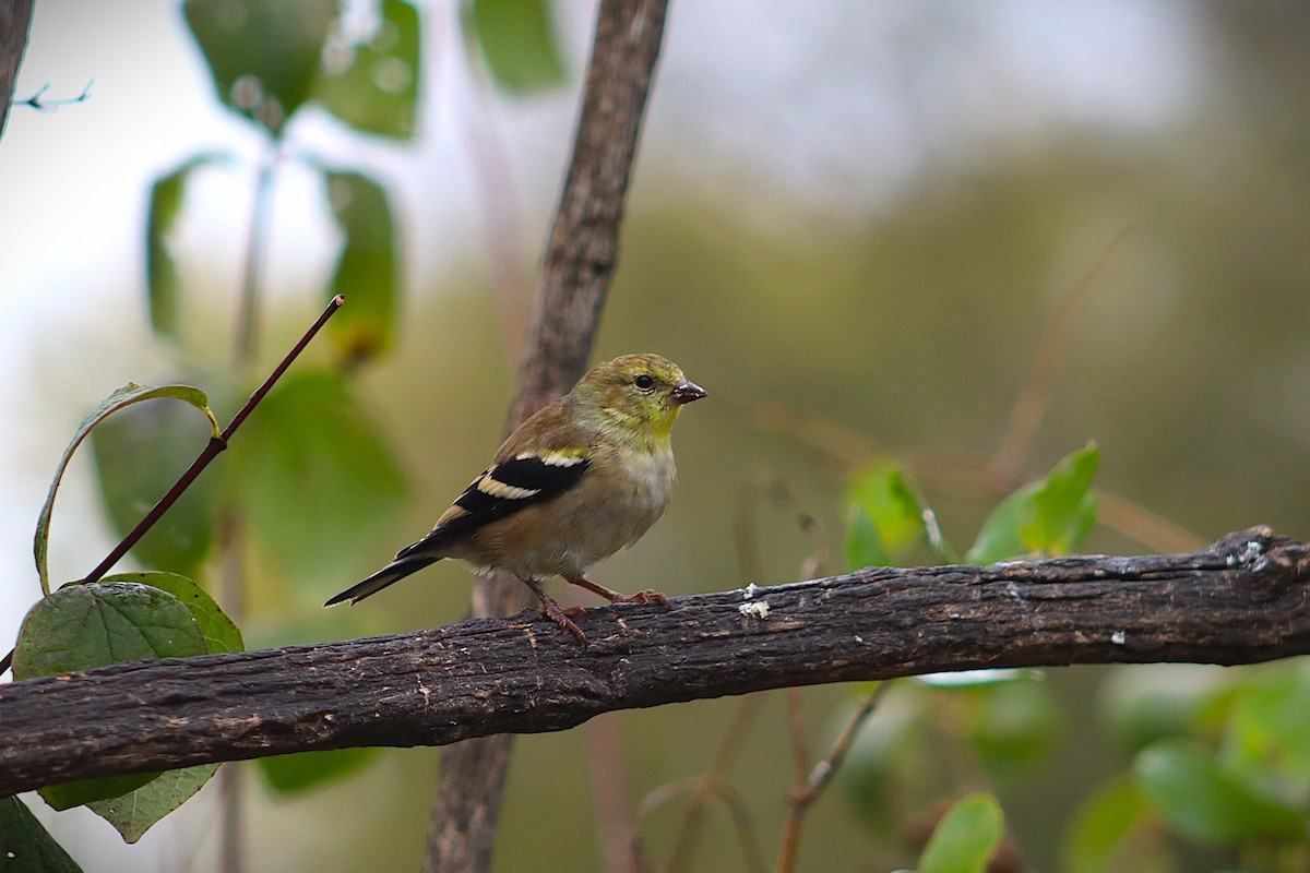 American Goldfinch - ML644278097
