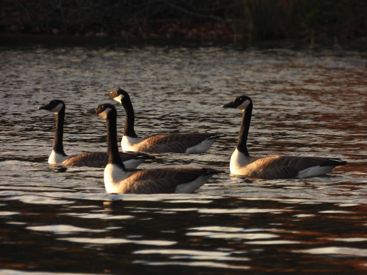Канад галуу - ML644278104