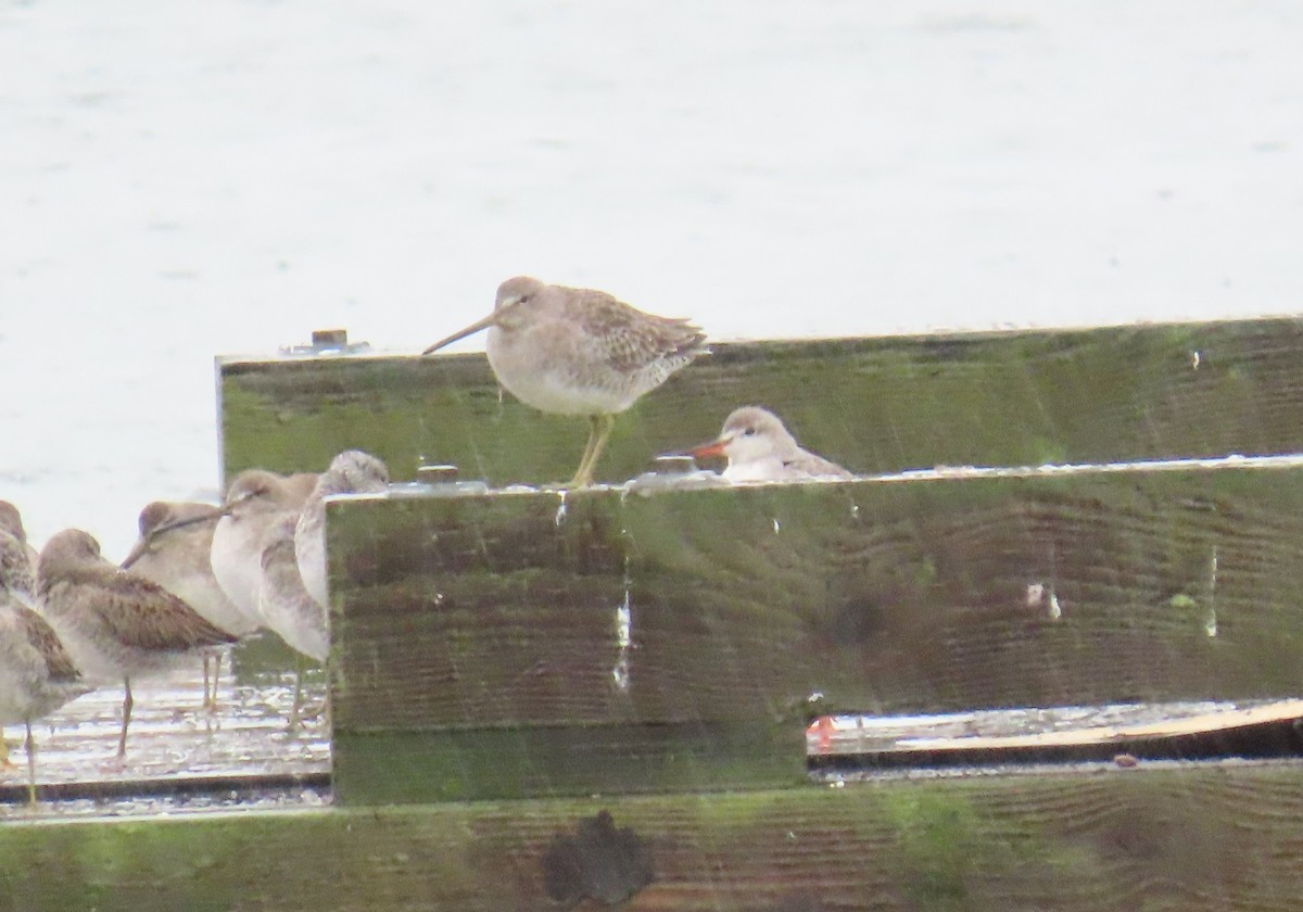 ツルシギ - ML644278109