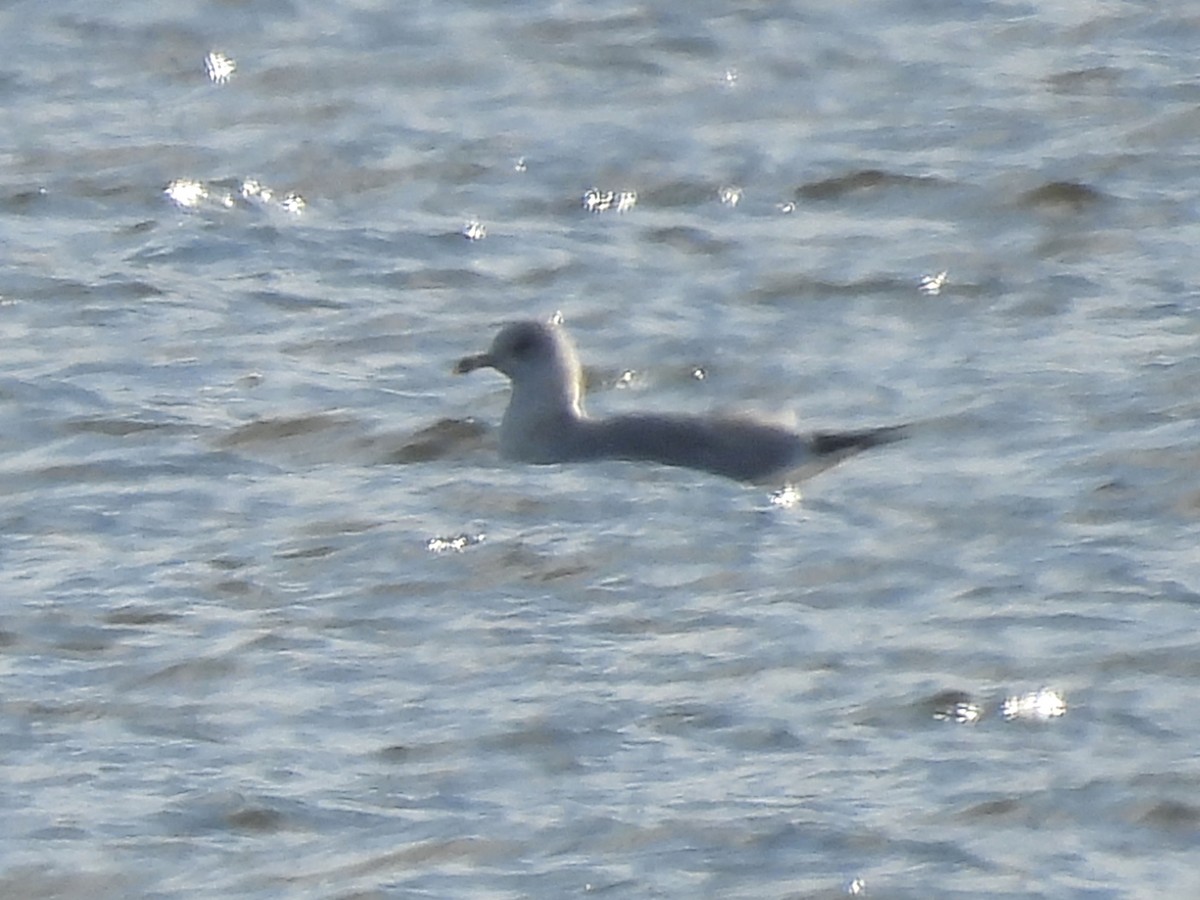 Ring-billed Gull - ML644278111