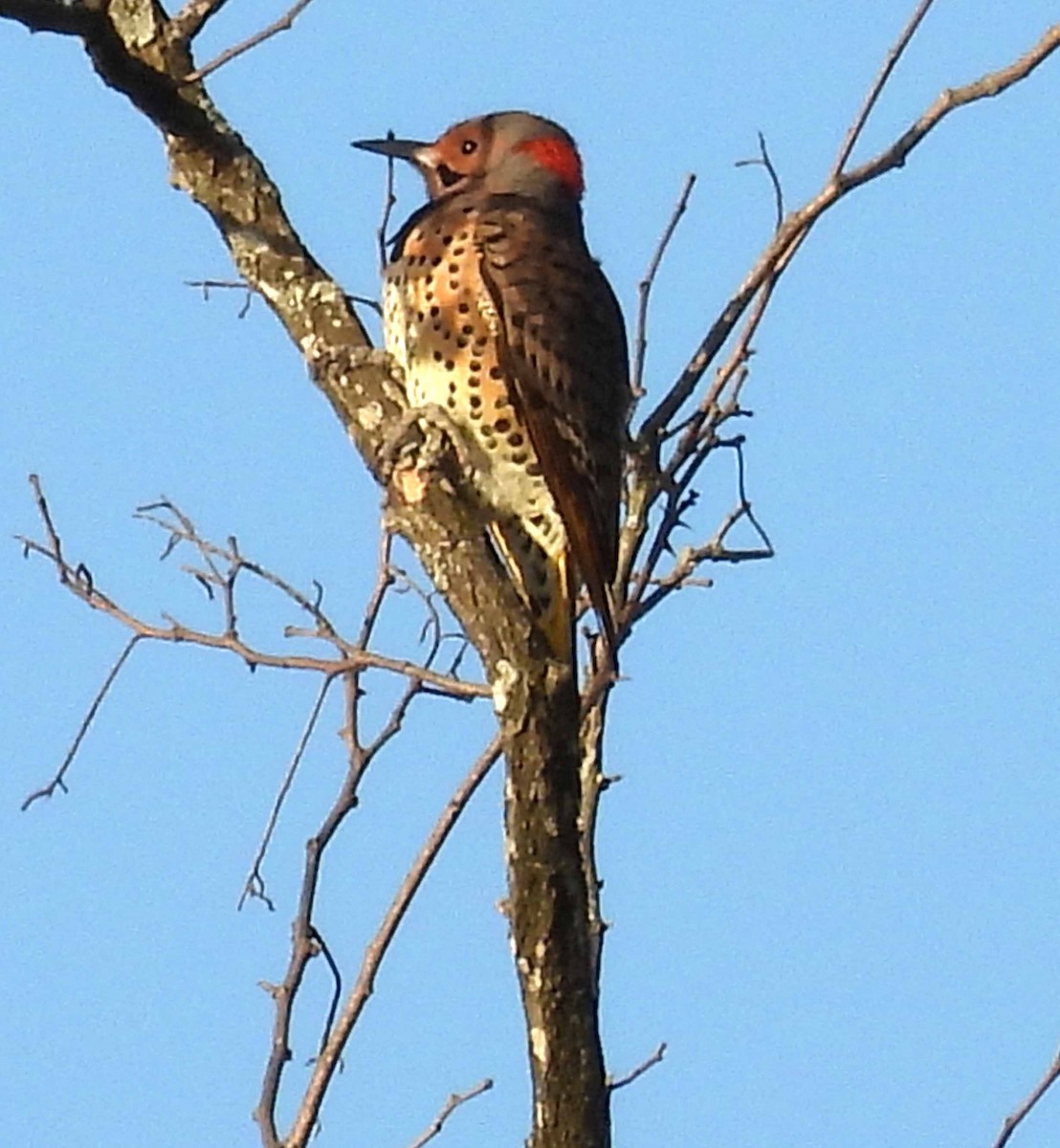 Northern Flicker - ML644278119