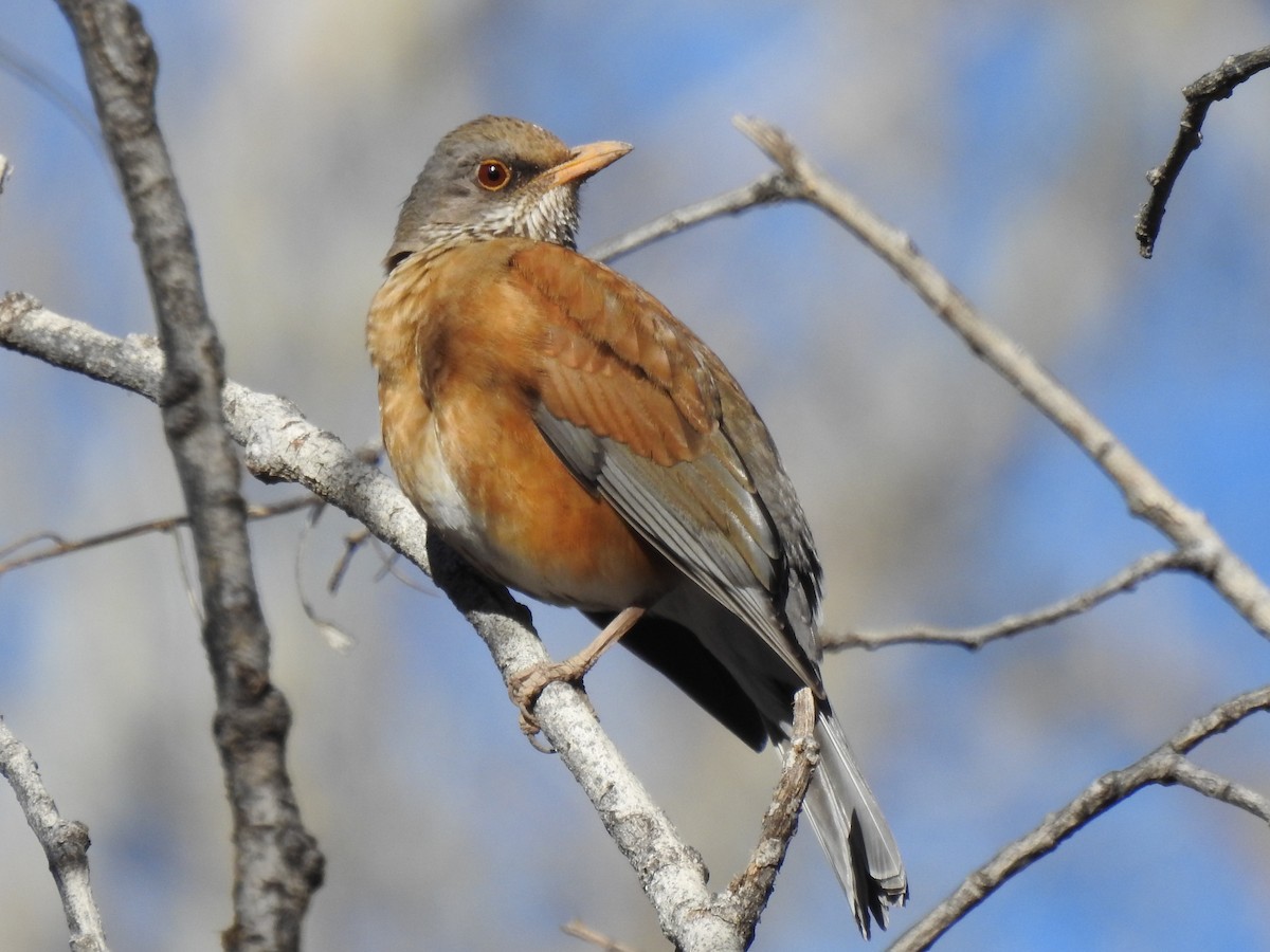 Rufous-backed Robin - ML644278130