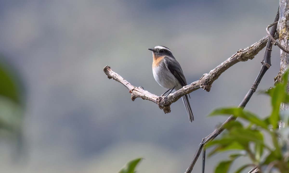 Rufous-breasted Chat-Tyrant - ML644278139
