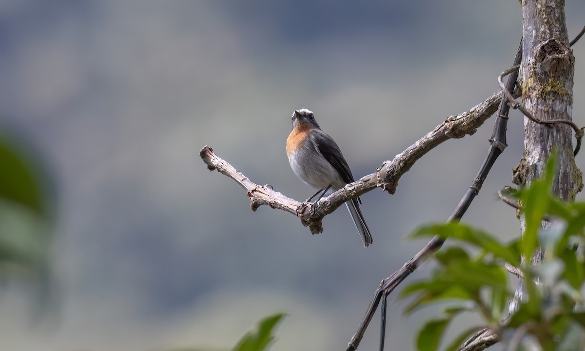 Rufous-breasted Chat-Tyrant - ML644278140