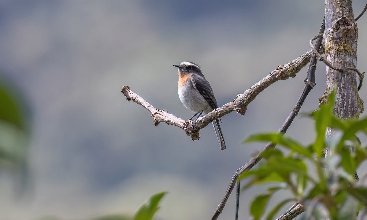 Rufous-breasted Chat-Tyrant - ML644278141