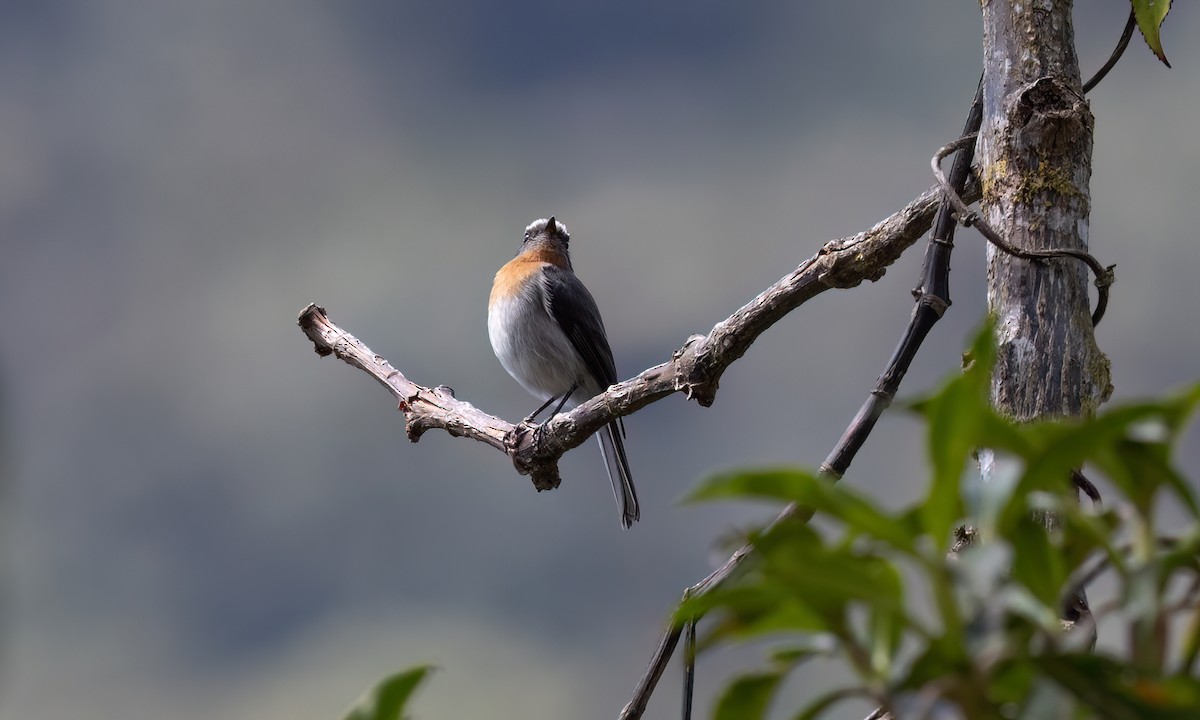Rufous-breasted Chat-Tyrant - ML644278143