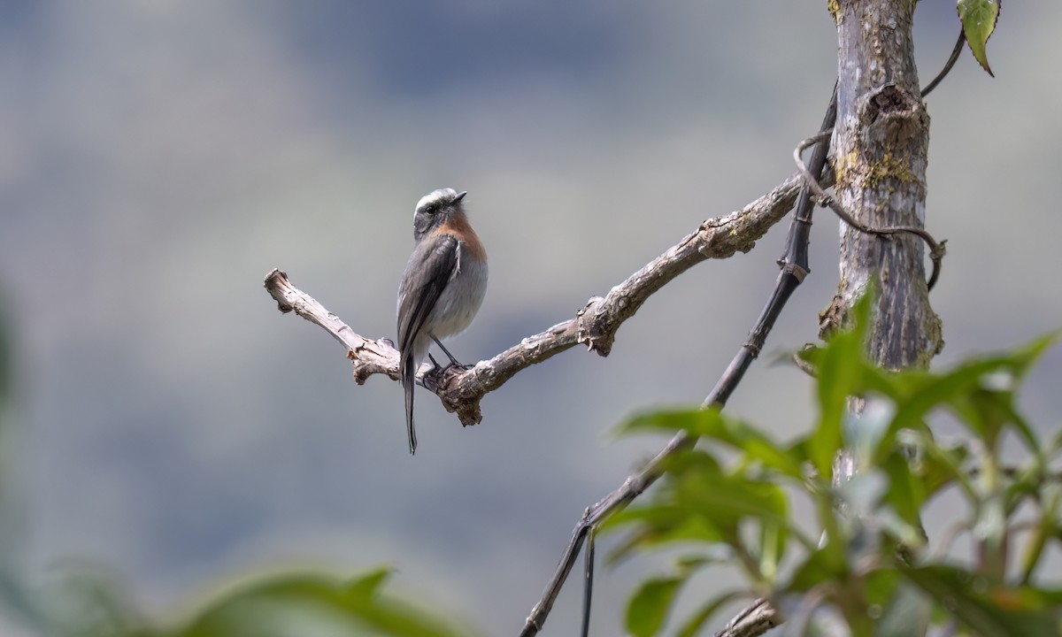 Rufous-breasted Chat-Tyrant - ML644278144