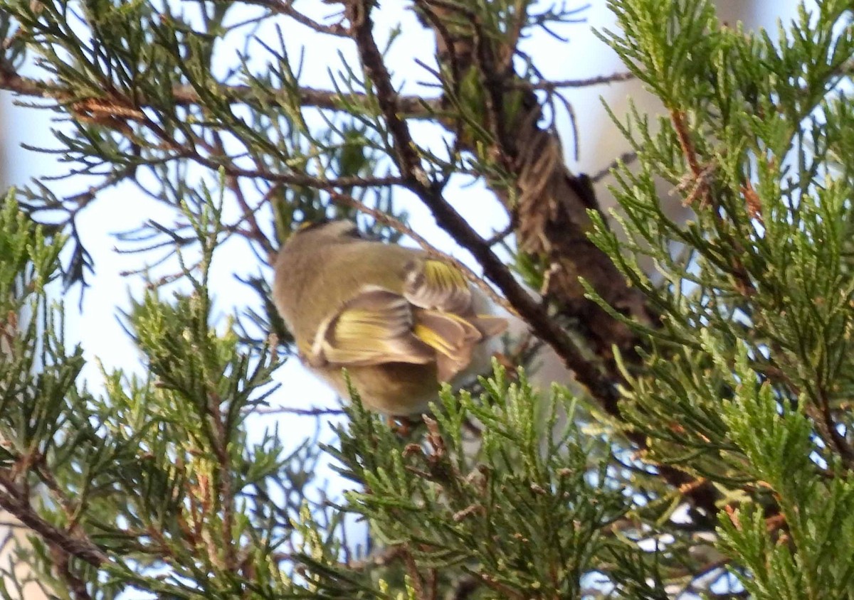 Golden-crowned Kinglet - ML644278145