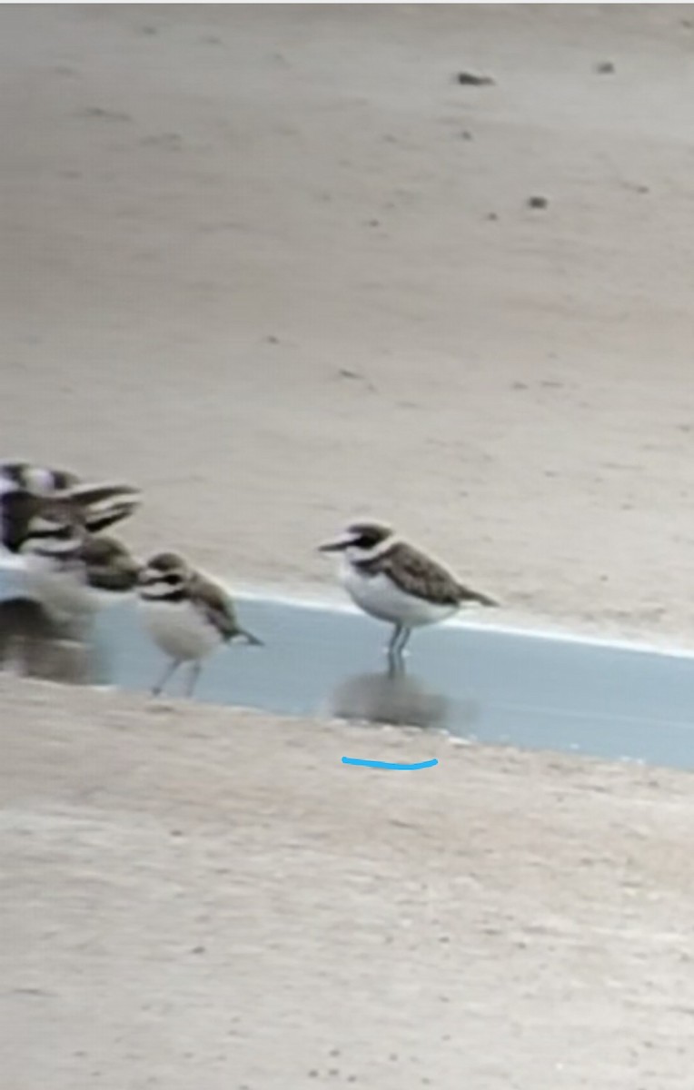 Wilson's Plover - ML644278149