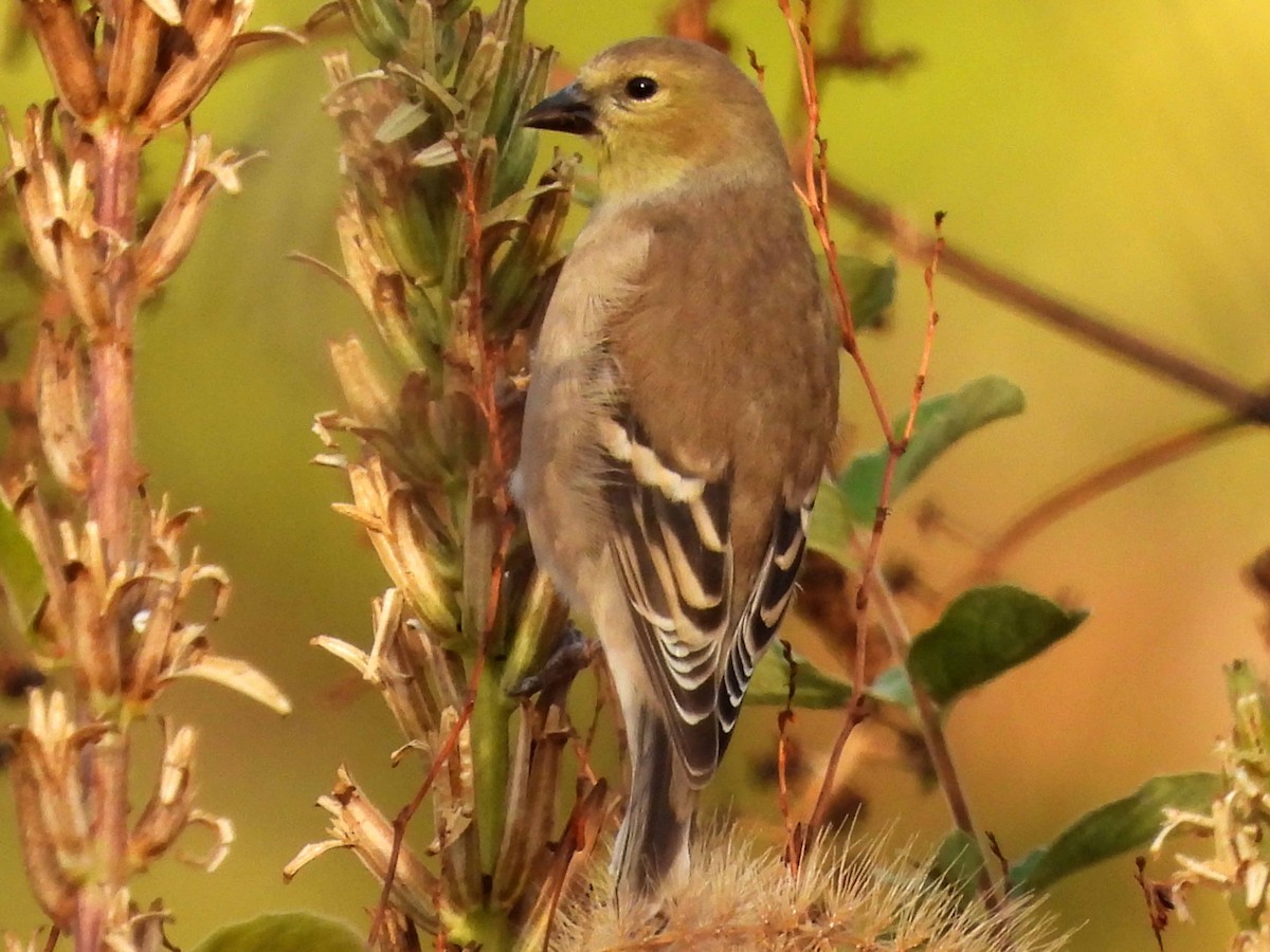 American Goldfinch - ML644278152
