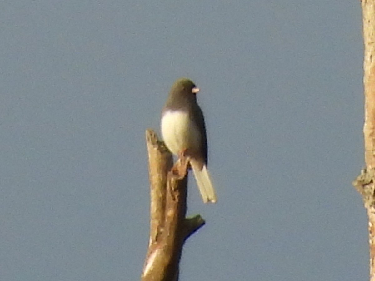 Dark-eyed Junco - ML644278154