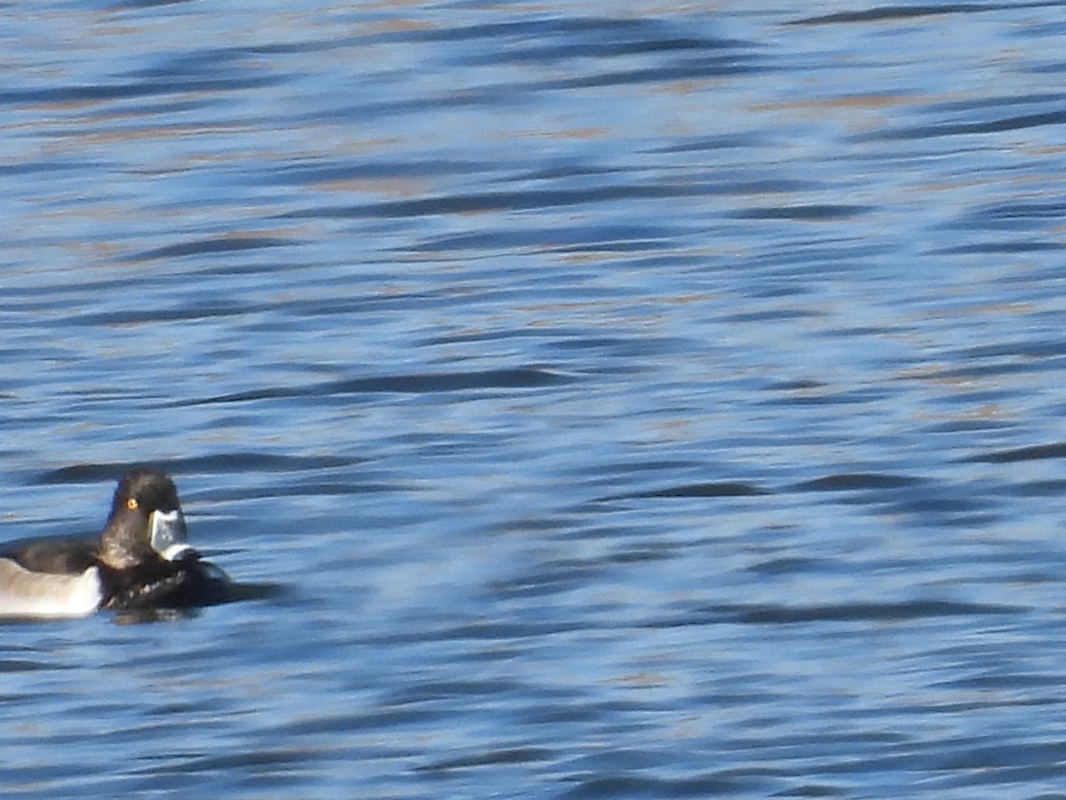 Fuligule à collier - ML644278174