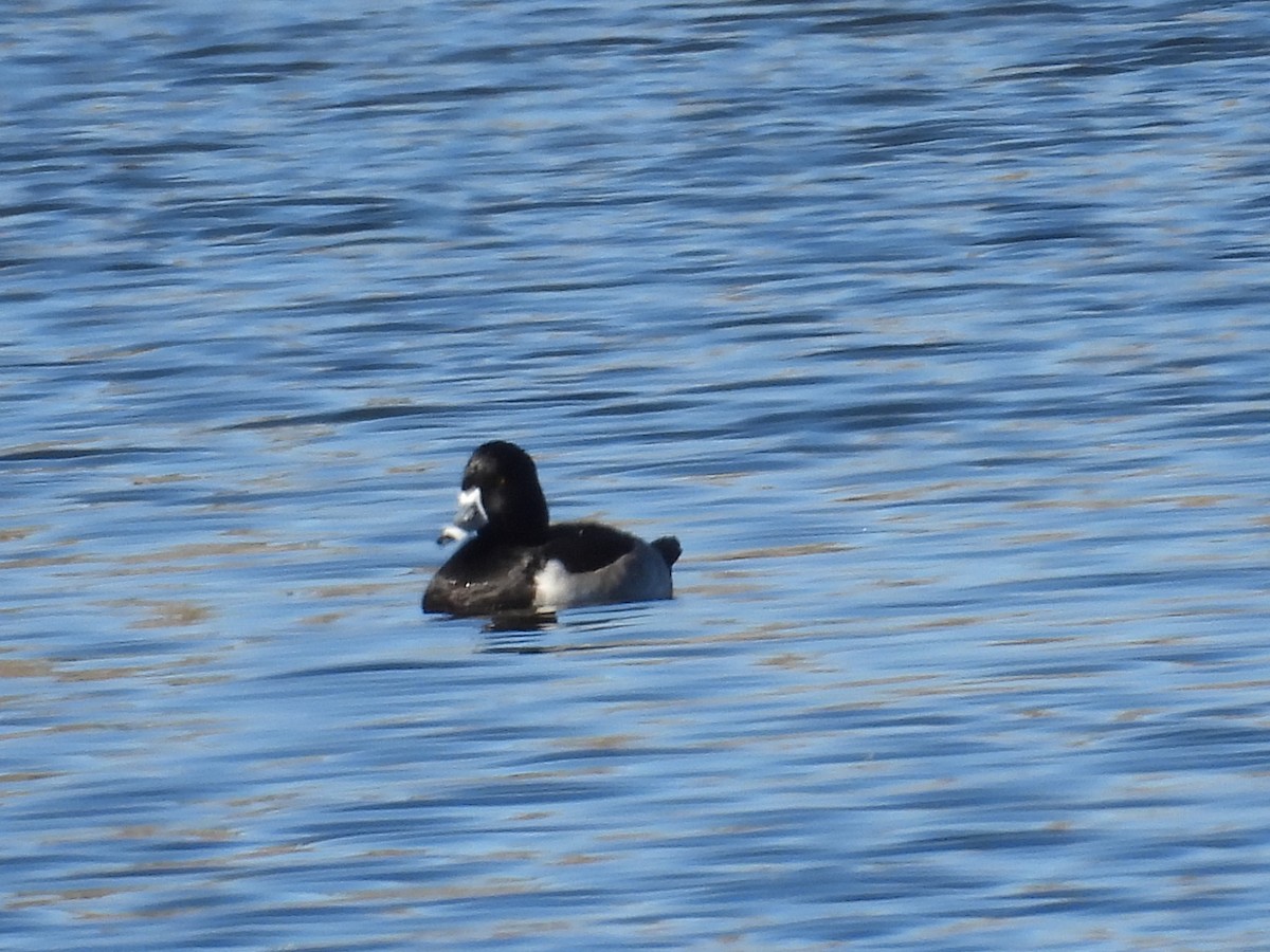 Fuligule à collier - ML644278175