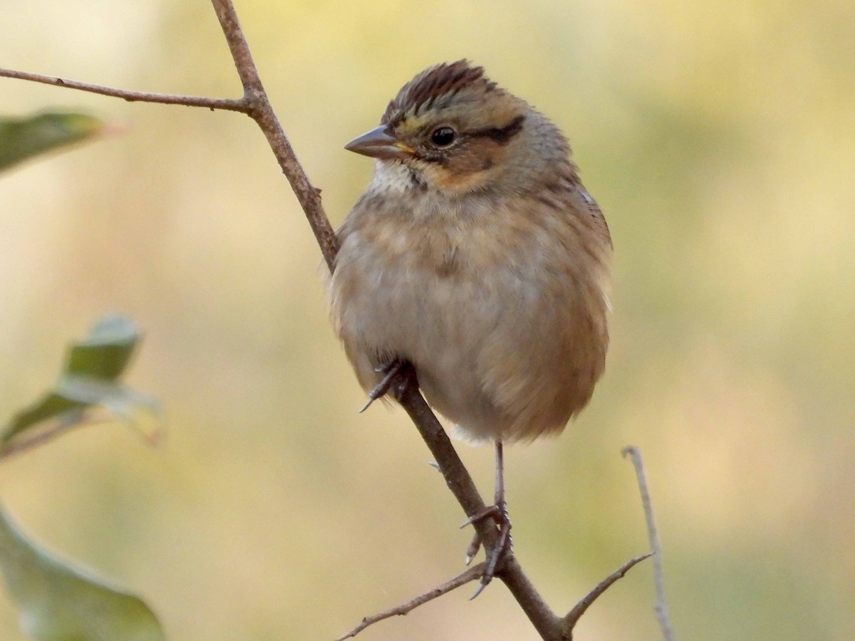 Swamp Sparrow - ML644278182