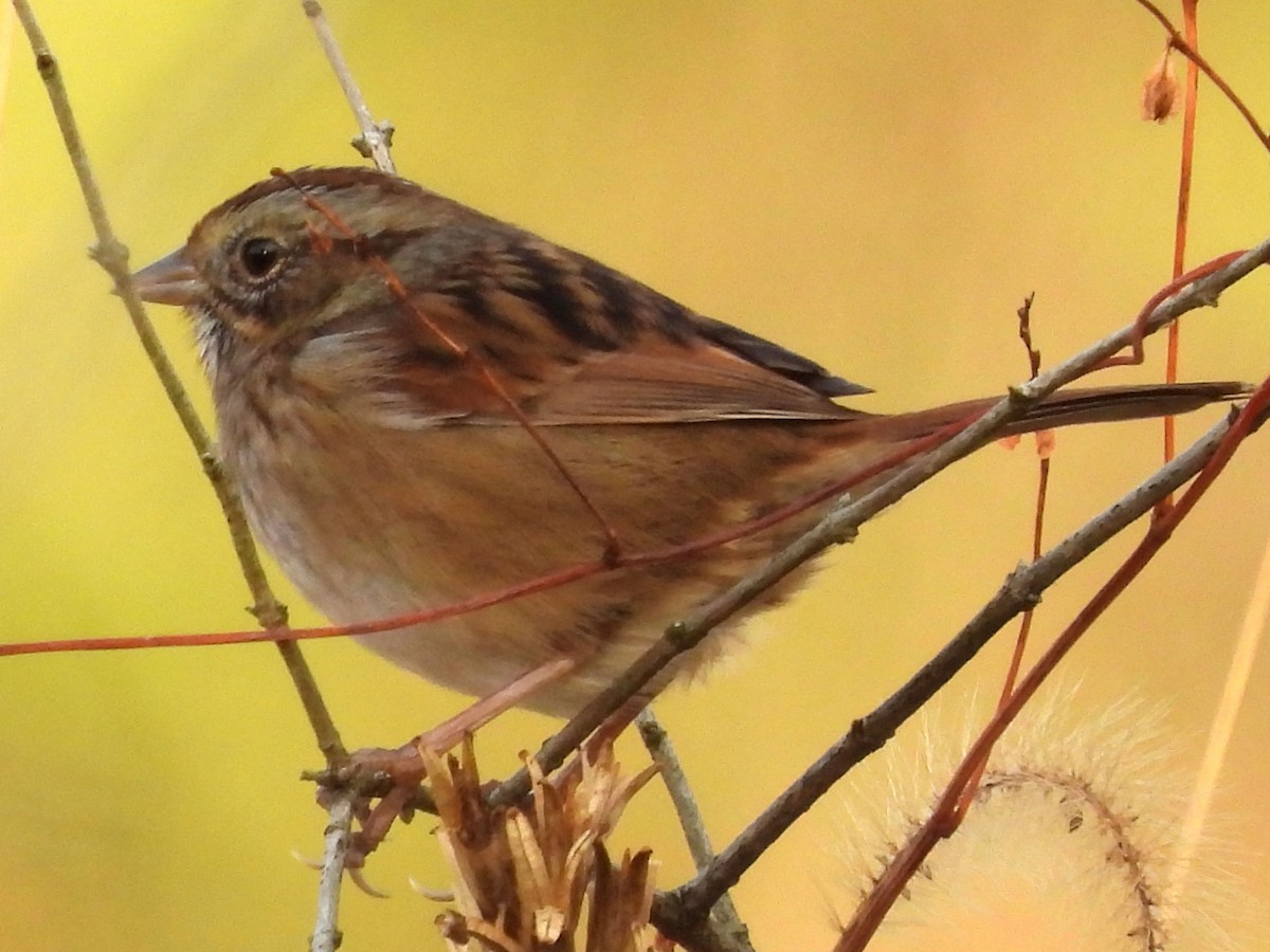 Swamp Sparrow - ML644278183